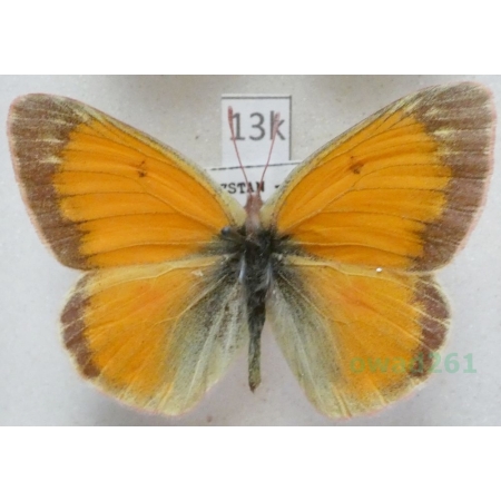Colias staudingeri Alpheraky, 1881 male Kyrgyzstan13k